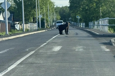 В Поронайском районе ликвидированы два агрессивных медведя