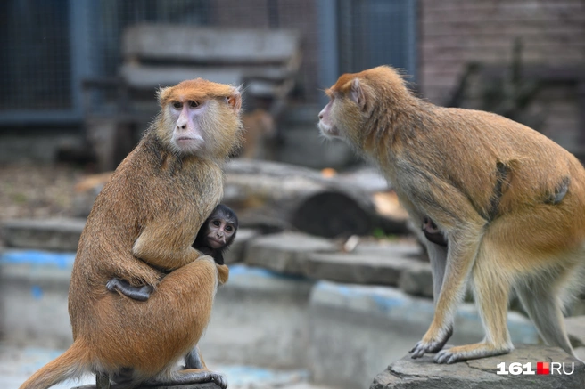 Сбежавших обезьян ищут и уничтожают | Источник: Евгений Вдовин / 161.RU