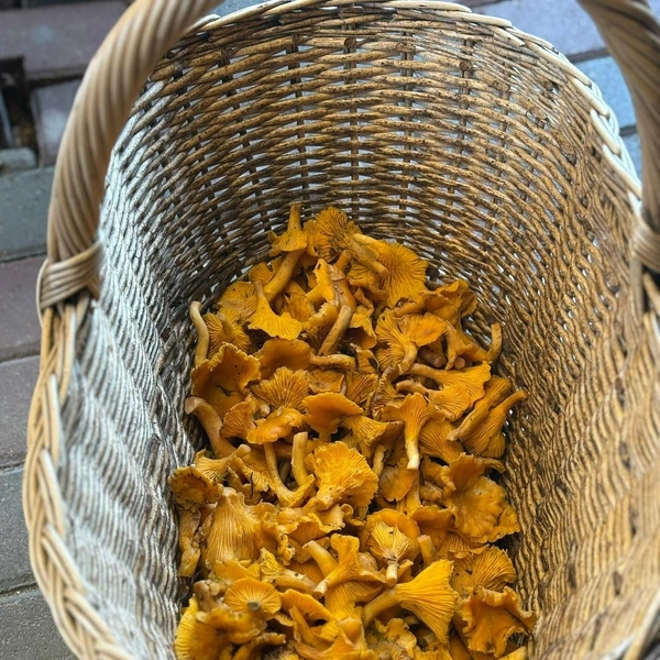 Лисички из городского округа Клин | Источник: Алексей Галкин / Грибы в Подмосковье 2025 / VK.com