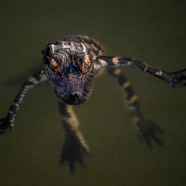 Источник: Kent Stuart / Smithsonian Magazine Photo Contest 2023