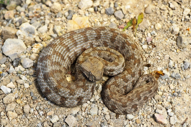 Гюрза (Macrovipera lebetina). Самая крупная и опасная ядовитая змея России, достигающая в длину почти 2 метров. Окрас гюрзы весьма изменчив — от пепельно-серого до красно-коричневого. В отличие от большинства гадюк, гюрза не боится воды, отлично лазает по кустам и деревьям, а при опасности не уползает, а совершает молниеносные броски на длину собственного тела. В России встретить гюрзу можно только в Дагестане, да и там ее популяция невелика. | Источник: taviphoto/Shutterstock/Fotodom.ru