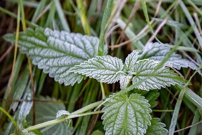 На Кубани прогнозируют заморозки до минус трех градусов
