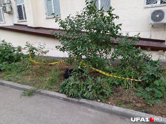 Труп обнаружили рано утром | Источник: Антон Селиверстов