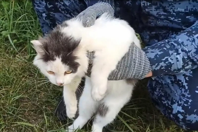 Кота-наркокурьера задержали у колонии в Нижегородской области