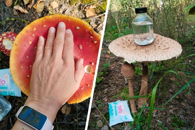 Так вот под какими грибами прятались звери в сказке Сутеева | Источник: читатель 63.RU