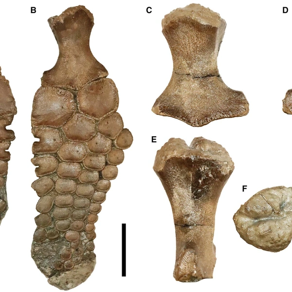 Источник: Papers in Paleontology