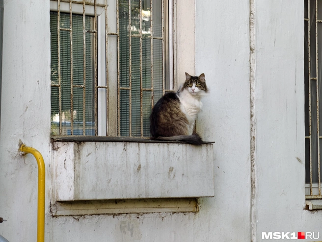 Котик на окне жилой хрущевки в Царицыно  | Источник: Дмитрий Бондарев / MSK1.RU