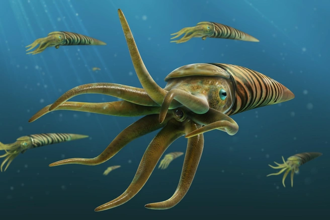 Рисунок ортоцераса | Источник: Ф. Ариас