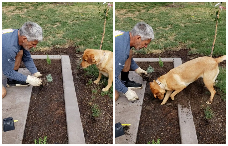 Собака-копака, помогающая хозяину с рассадой, полюбилась Интернету (видео)