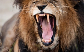 Царская распевка: искусственный интеллект обнаружил у львов неизвестный тип рыка