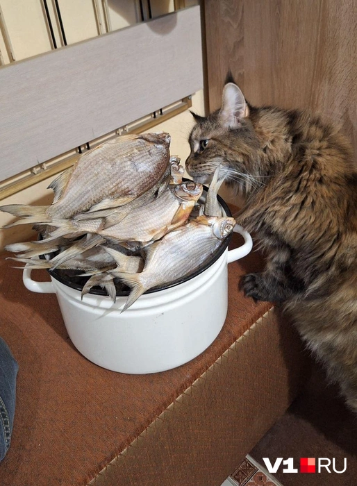 Желаем, чтобы хотя бы один человек смотрел на вас так же, как этот красавец на рыбу | Источник: читатели V1.RU