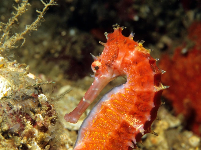 Колючий морской конёк (Hippocampus histrix). Распространён в Индо-Тихоокеанском регионе. | Источник: Legion Media