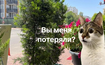 Где кот? Если не найдете усатого за 10 секунд, то вам срочно нужен отпуск