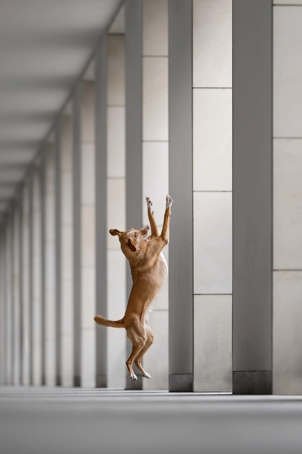 Победитель в номинации «В действии» | Источник: Linda Glomb / International Pet Photography Awards 2026