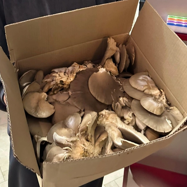 Источник: Marta Daragan / Грибы в Подмосковье 2025 / VK.com