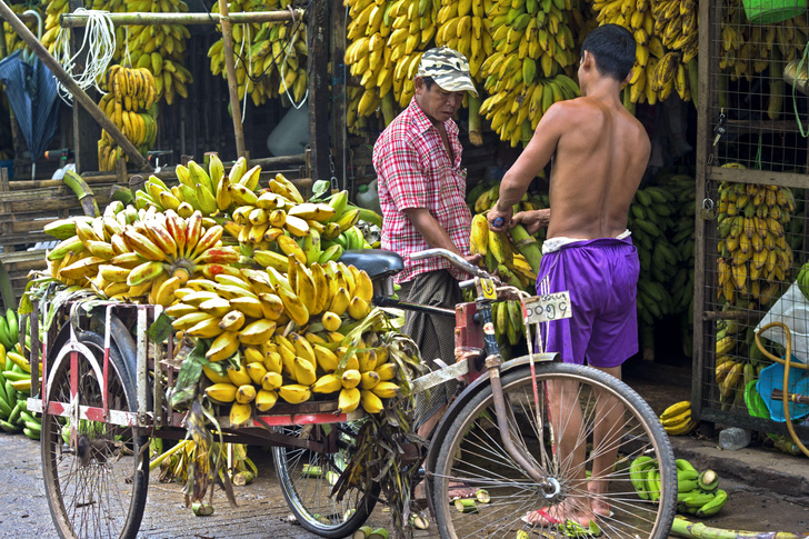 Останется ли человечество без бананов? Что грозит фруктам и как ботаники будут решать проблему