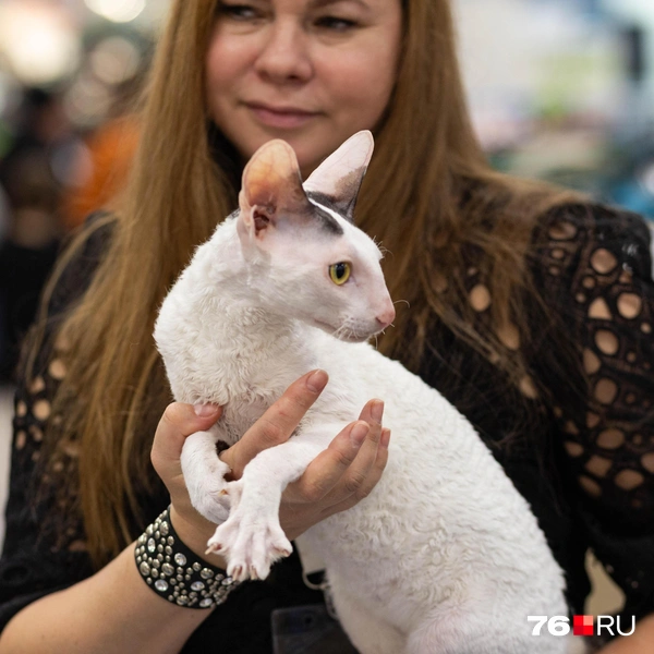 Этого котика зовут Ваня. Он занял второе место на конкурсе среди короткошерстных пород | Источник: Артем Бауман / 76.RU