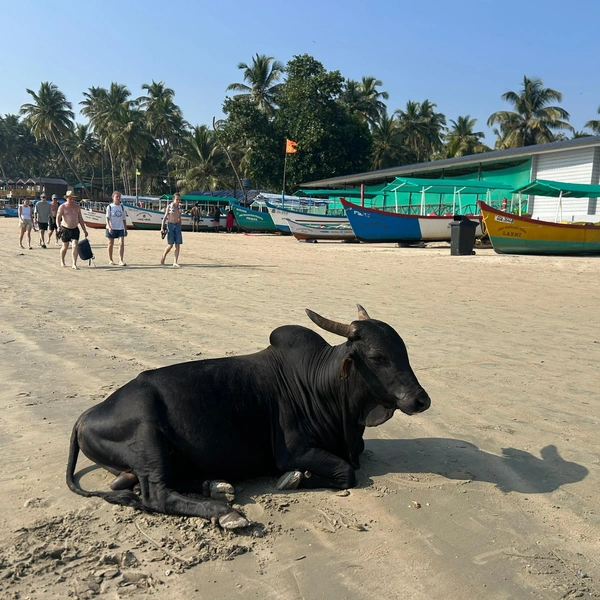 Источник: Софья Золотухина