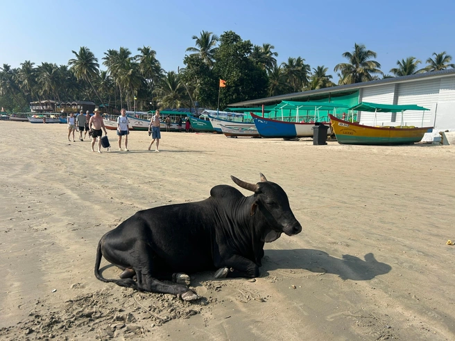 Красоты поселка Палолем на Гоа | Источник: Софья Золотухина