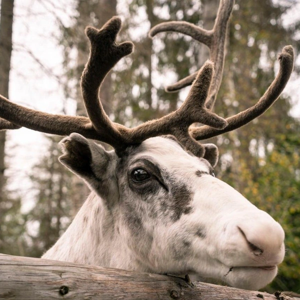 Источник: Фото предоставлено вотчиной карельского Деда Мороза&nbsp;— Талвиукко