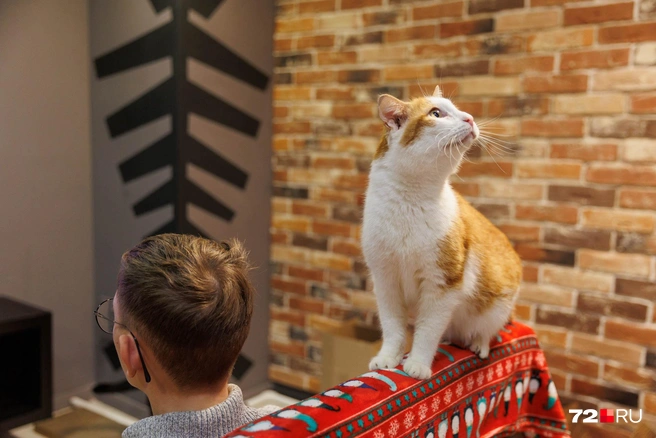 Кот Лучик, он же Лучок, он же Лучиано. Хозяева заведения говорят, что любимчиков у них нет, но мы думаем, что Лучок занимает в их сердцах особое место | Источник: Ирина Шарова / 72.RU