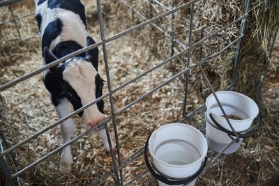 Новосибирские фермеры сократили поголовье коров на 6%