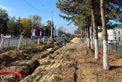 Высадка сосен в Новочеркасске запланирована на конец года