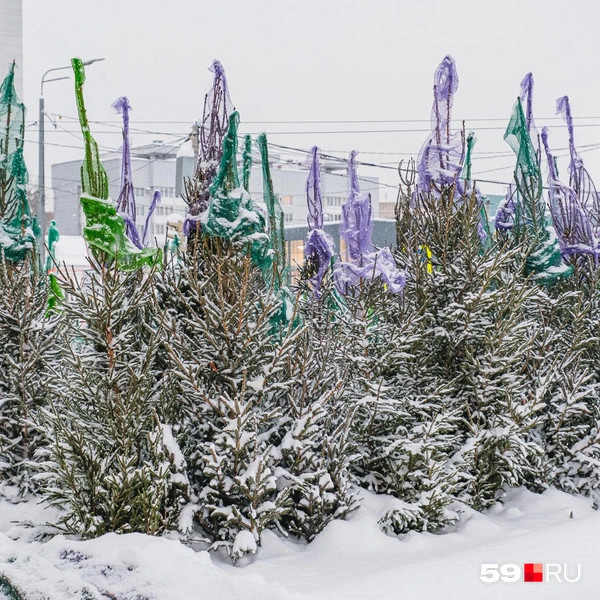 Источник: Тимофей Калмаков / 59.RU