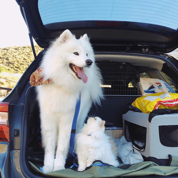 Милота дня: собака-улыбака и угрюмый кот, которые обожают друг друга | WDAY