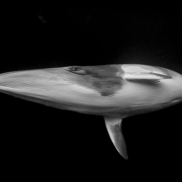 Финалист в номинации «Искусство» | Источник: Marcia Riederer / Ocean Photographer of the Year 2025