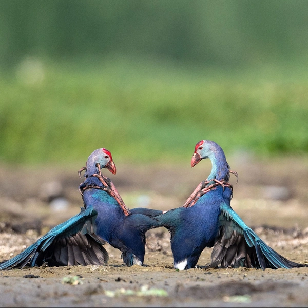 «Цепкие объятия султанок» | Источник: Karthikeyan Ponnambalamoorthy / Nature inFocus Awards 2022