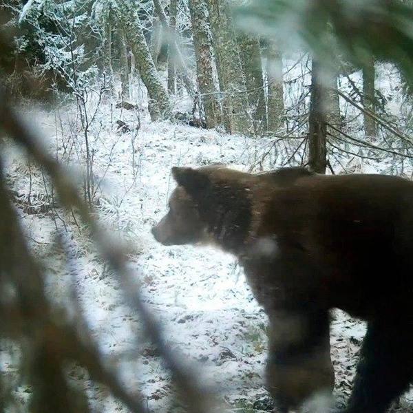 Кадр из видео Нижне-Свирского заповедника