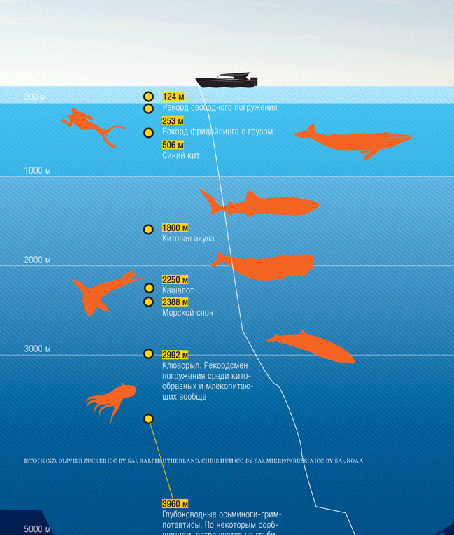 Давление воды на глубине 1000 метров. Глубина 20 м. Инфографика: глубинная суть. Давление в океане на глубине 1000 метров. Глубина 20 метров.