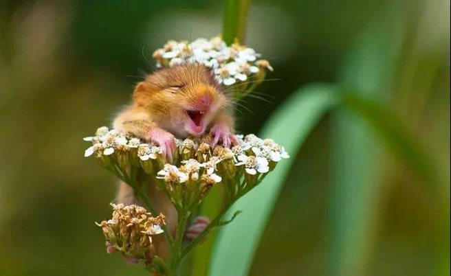 Источник: Andrea Zampatti / Comedy Wildlife Photo Awards