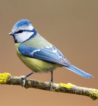 Обыкновенная лазоревка (Cyanistes caeruleus) | Источник: Piotr Krzeslak via Shutterstock/Fotodom.ru