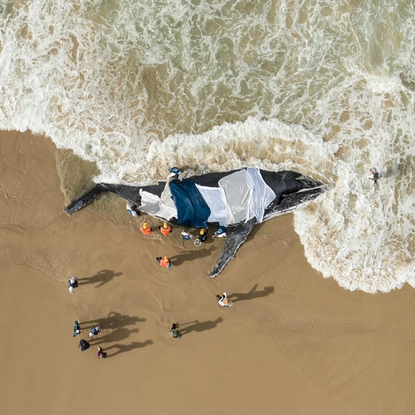Победитель в номинации «Человек и океан» | Источник: Craig Parry / Ocean Photographer of the Year 2025