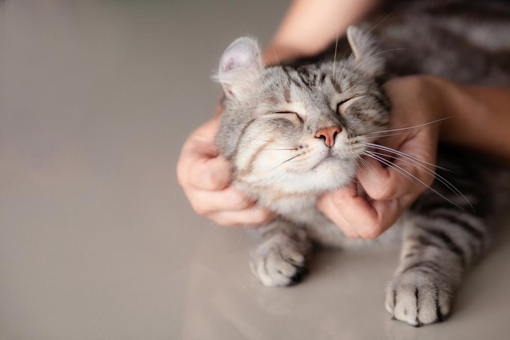 Что делает кошку счастливой: 6 советов от зоопсихолога