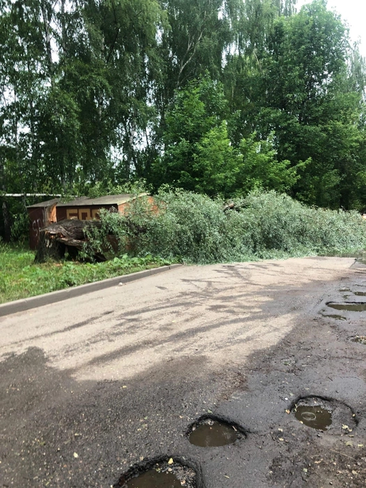 В Ярославле падают деревья | Источник: Татьяна Пушкина