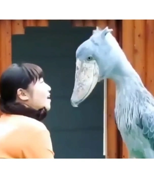 Редкая птица китоглав покусывает посетительницу зоопарка (видео)