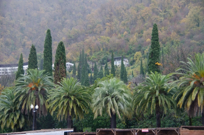 Природа в Абхазии шикарна | Источник: Оксана Витяpь / SOCHI1.RU