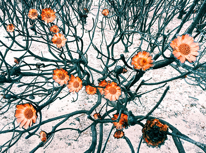 iPhone Photography Awards: победители и лучшие снимки, сделанные на телефон