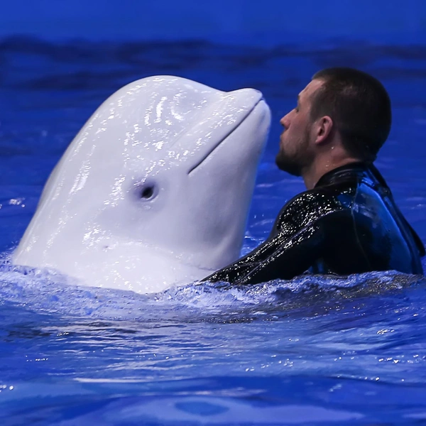 Очень любят общение со своими тренерами | Источник: Приморский океанариум / Primocean.ru