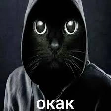 Откуда мем «окак» с котиком в капюшоне. Разбираемся в новом символе неловких ситуаций | nsk54.online