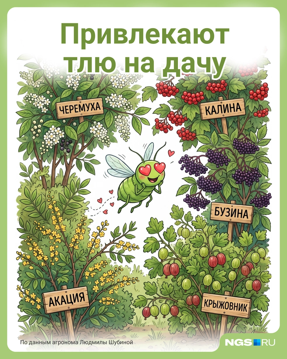 Источник: Семен Казьмин / Городские медиа