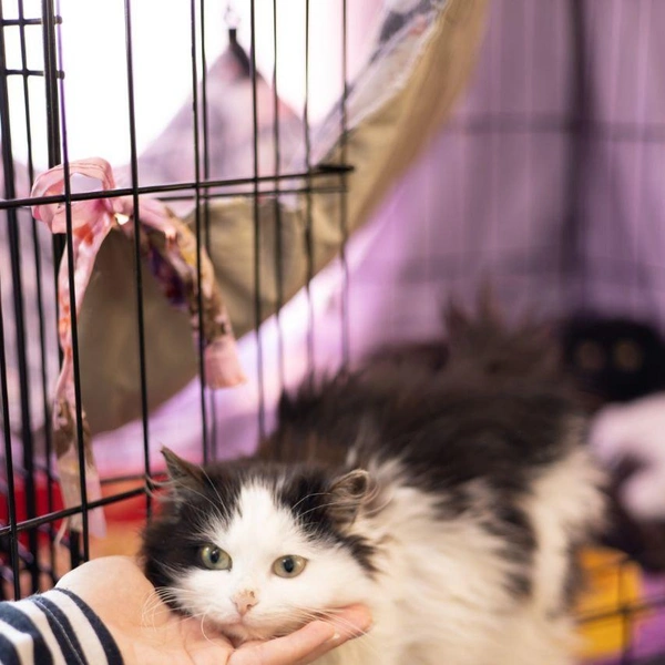 Источник: Елена Гасанова