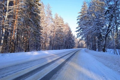 Wolves spotted in Baryshsky district of Ulyanovsk region
