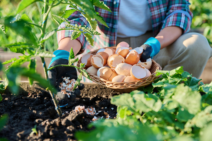 Чем подкормить смородину, малину и не только: три продукта с вашей кухни