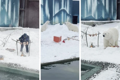 Белые медведи Сэрику и Мила отпраздновали день рождения