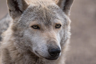 She-Wolf Mauls Chained Dog in Ust-Ilimsk, Paw Left