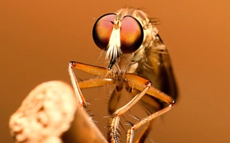 А нюх, как у шелкопряда, а глаз, как у ктыря: какие насекомые имеют самые острые обоняние, зрение и слух